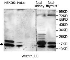 SUMO4 Antibody (aa2-95)