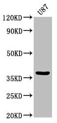 Polyclonal Rabbit anti-Human GJD2 / CX36 / Connexin 36 Antibody (IHC, WB)
