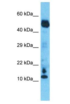 Polyclonal Rabbit anti-Human C10orf55 Antibody (aa22-71, WB)