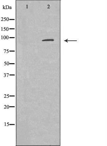 AXIN2 / Axin 2 Antibody