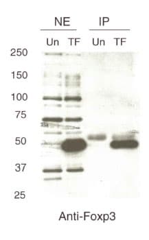 FOXP3 Antibody (C-Terminus)