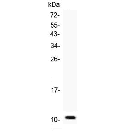 Ccl6 Antibody