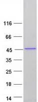 Human H1FOO Protein (Recombinant Myc-DDK (Flag))