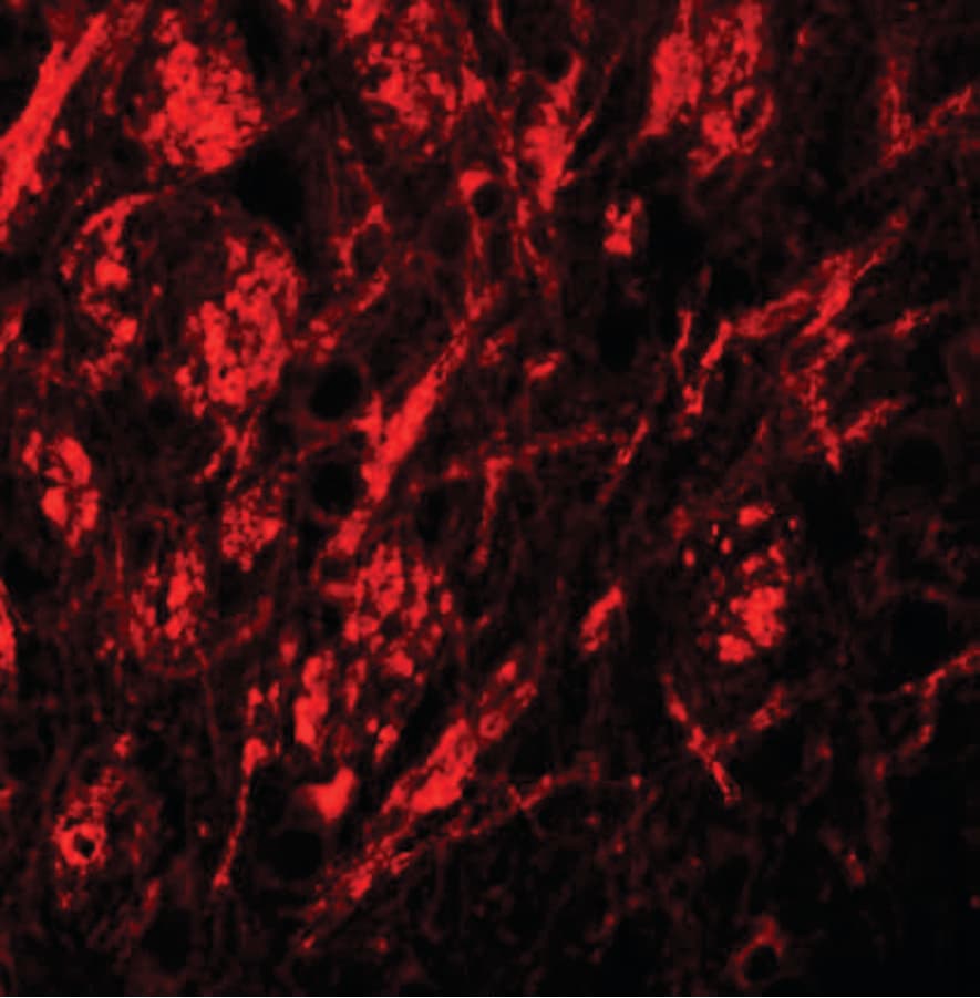 SLC39A9 Antibody