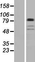 BBS9 Protein (Over-Expression Lysate Myc-DDK (Flag))