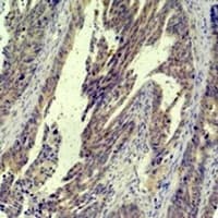 Polyclonal Rabbit anti-Human JUN / c-Jun Antibody (IHC, WB)