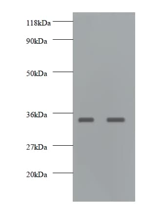GDF15 Antibody