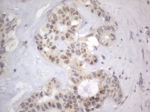 DDOST / OST48 Antibody (aa131-378, clone OTI2B4)