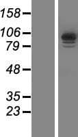 IQCA Protein (Over-Expression Lysate Myc-DDK (Flag))