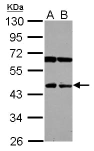 NEU4 Antibody