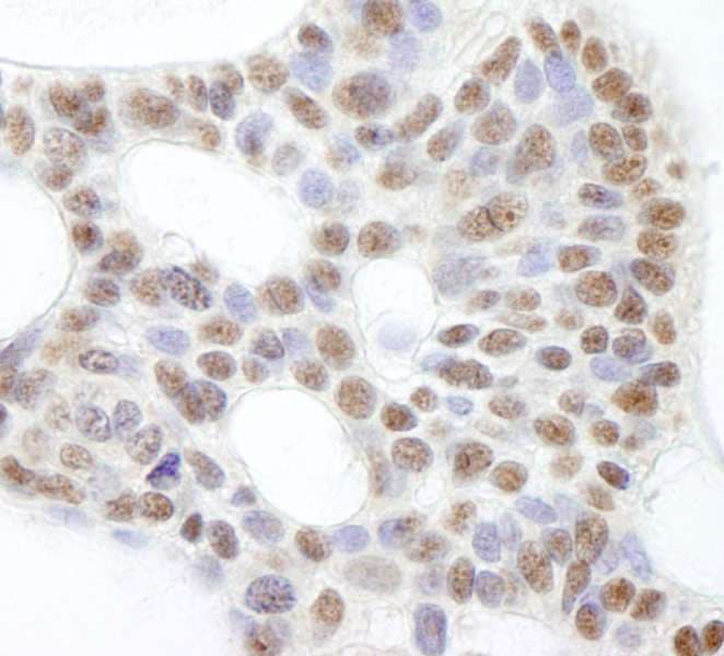 USP47 Antibody (aa1237-C-term)