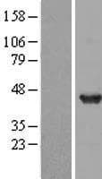 DNAJB2 Protein (Over-Expression Lysate Myc-DDK (Flag))