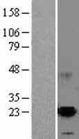 Human MANF / ARMET Protein (Over-Expression Lysate Myc-DDK (Flag))