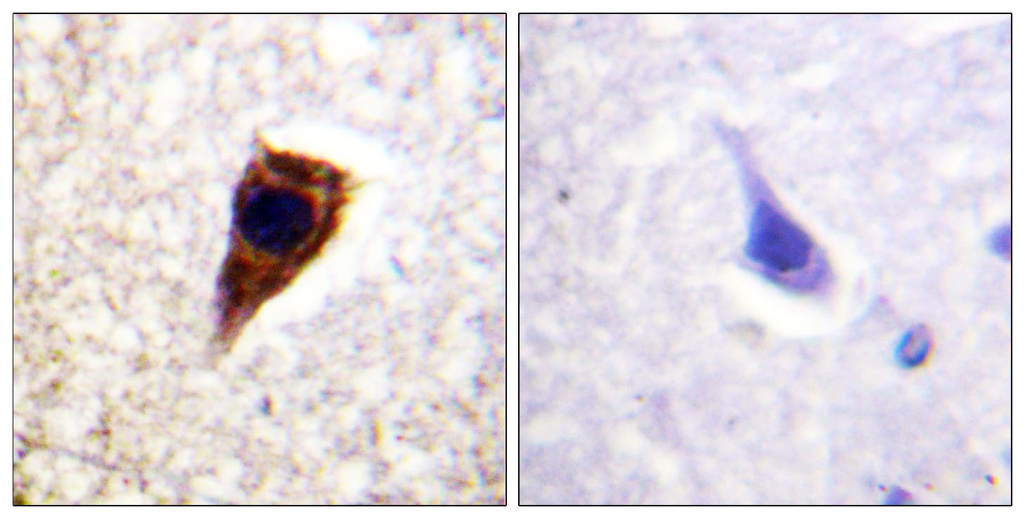 GJA1 / CX43 / Connexin 43 Antibody (aa226-275)