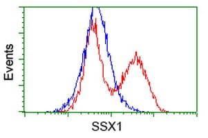 SSX1 Antibody (clone OTI1D10)