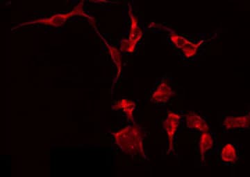 CD32B Antibody