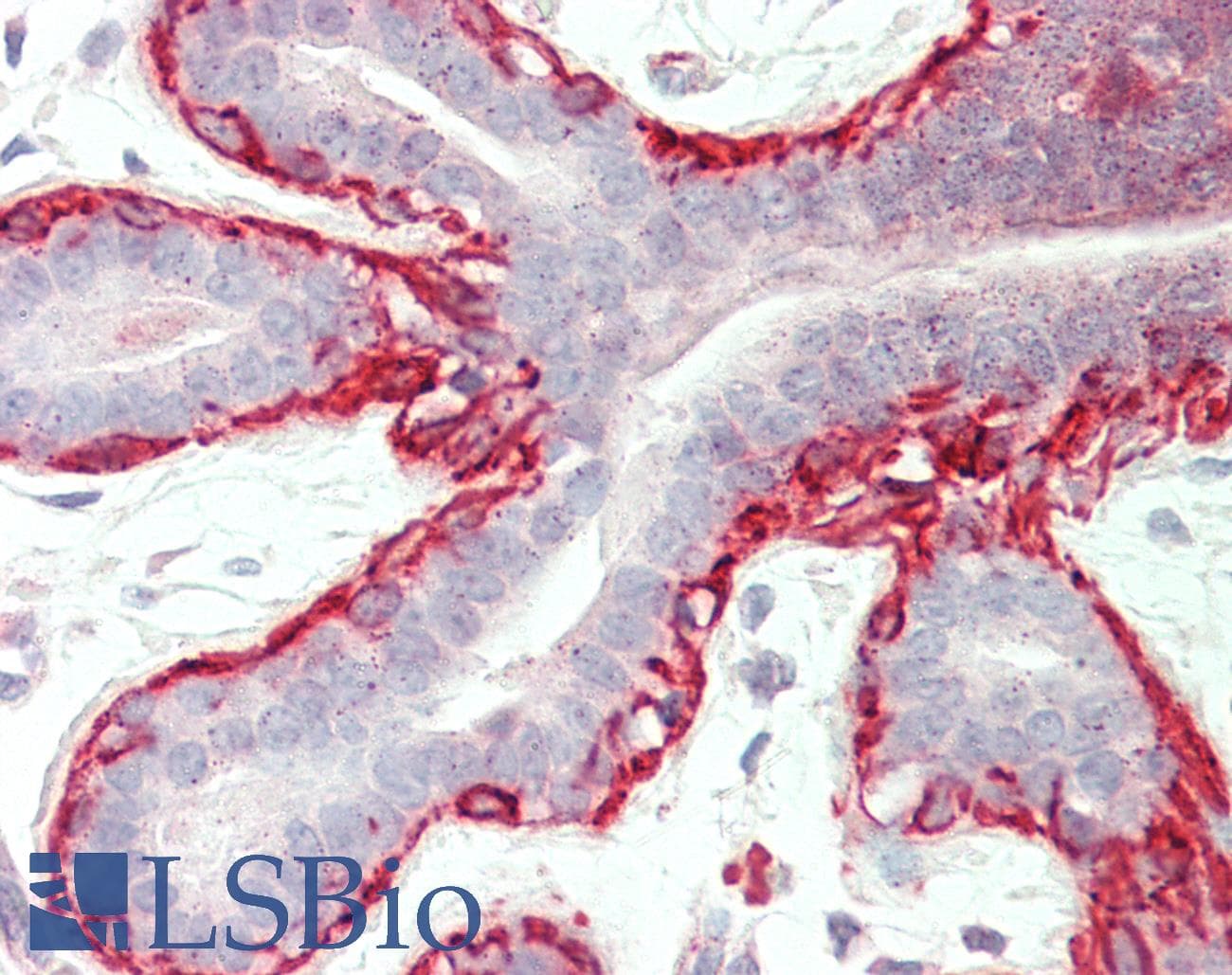 PathPlus™ Actin Antibody