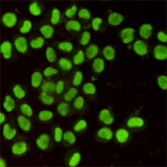 Monoclonal Mouse anti-Human XRCC5 / Ku80 Antibody (WB)