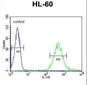 Polyclonal Rabbit anti-Human FUT6 Antibody (aa102-130, IHC, WB)