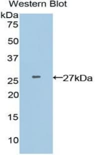 APC Antibody (aa2634-2843)