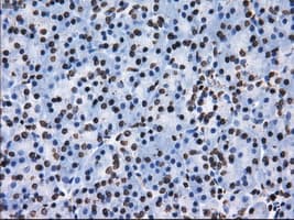 ID3 Antibody (clone OTI15E3)