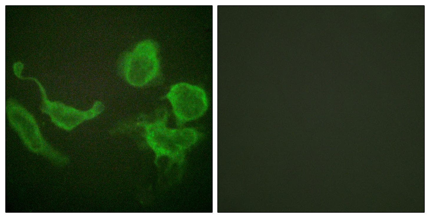 KCNC4 / Kv3.4 Antibody (p15)