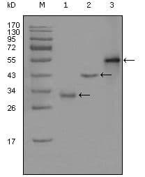 EDR / PEG10 Antibody (Amino Acid: 1-120, clone 1B1C4)