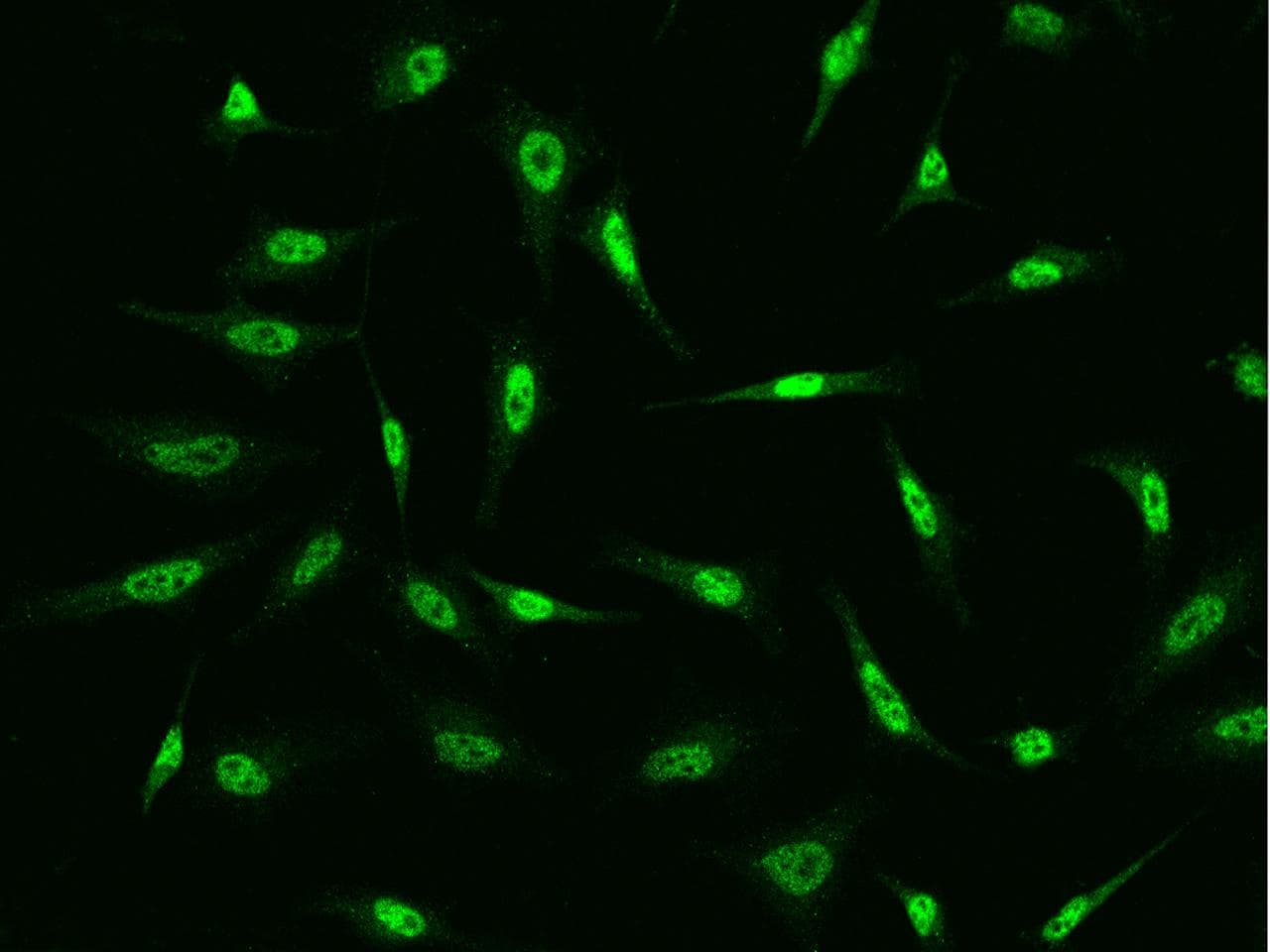 FBXO34 Antibody