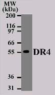 IHC-plus™ TNFRSF10A / DR4 Antibody (clone 32A1380)