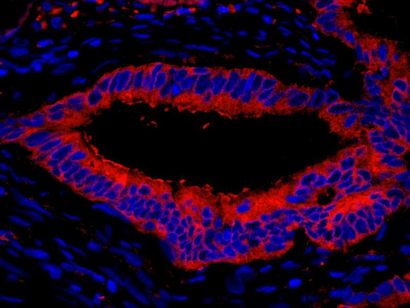 EEF2 / Elongation Factor 2 Antibody (aa808-858)