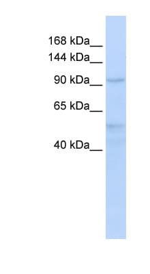 INTS4 Antibody (aa792-841)