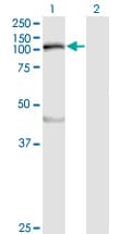 MYLK Antibody (clone 1D1)