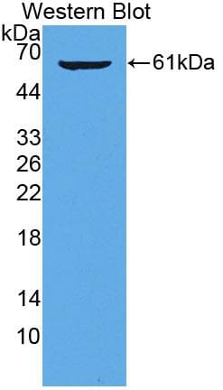 High Molecular Weight Kininogen Antibody (aa268-540, Biotin)