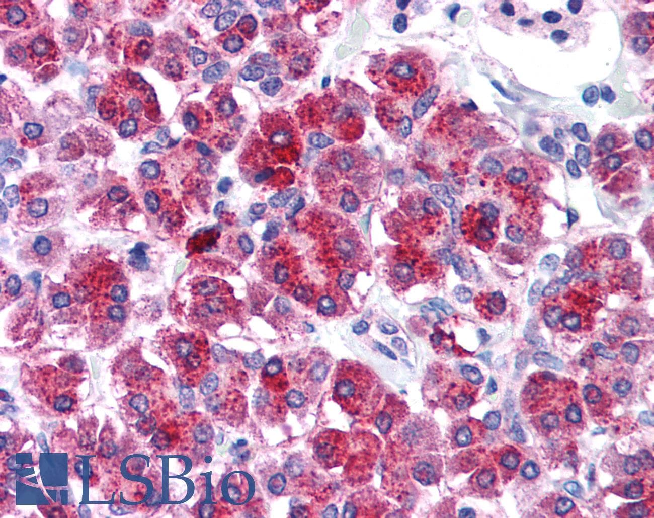 IHC-plus™ TLR3 Antibody