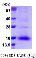 Human NXT1 Protein (Recombinant His)