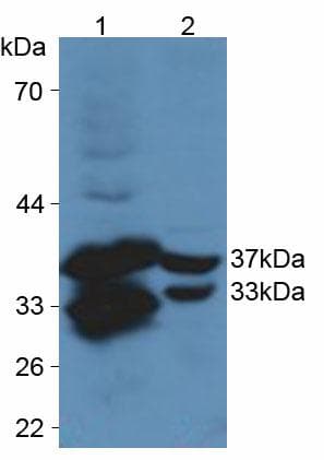 CYR61 Antibody (aa176-379)
