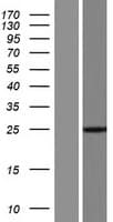 CFC1B Protein (Over-Expression Lysate Myc-DDK (Flag))