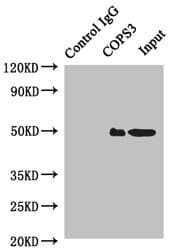 COPS3 / CSN3 Antibody