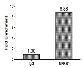 IHC-plus™ NFKB1 / NF-Kappa-B Antibody (aa 1-961)