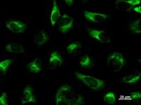 HDLBP / Vigilin Antibody (clone 2404C3a)