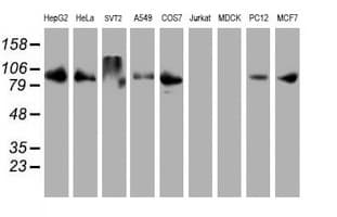 DPP9 Antibody (clone OTI4C10, Carrier-free)