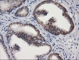 PON1 / ESA Antibody (clone OTI1F7)