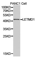 Polyclonal Rabbit anti-Human LETMD1 / HCCR1 Antibody (IHC, WB)