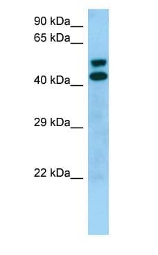 STK19 Antibody (aa167-216)