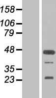 FGF19 Protein (Over-Expression Lysate Myc-DDK (Flag))