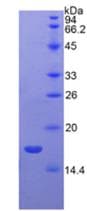 Rat VEGFB Protein (Recombinant 6His, N-terminus)
