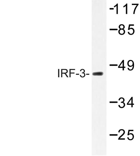IRF3 Antibody (Val391)
