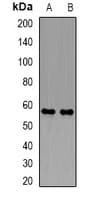 PDZK1 Antibody