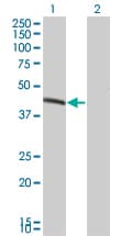 Monoclonal Mouse anti-Human BCS1L Antibody (clone 5F3, WB)
