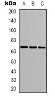 KHDRBS1 / SAM68 Antibody (Internal)